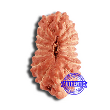 Load image into Gallery viewer, 18 Mukhi Rudraksha from Indonesia - Bead No. 212
