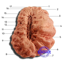 Load image into Gallery viewer, 17 Mukhi Rudraksha from Indonesia - Bead No. 194
