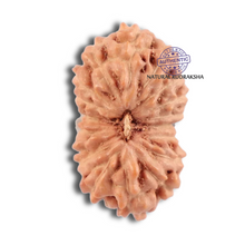 Load image into Gallery viewer, 18 Mukhi Rudraksha from Indonesia - Bead No. 121
