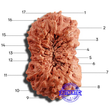Load image into Gallery viewer, 17 Mukhi Rudraksha from Indonesia - Bead No. 198
