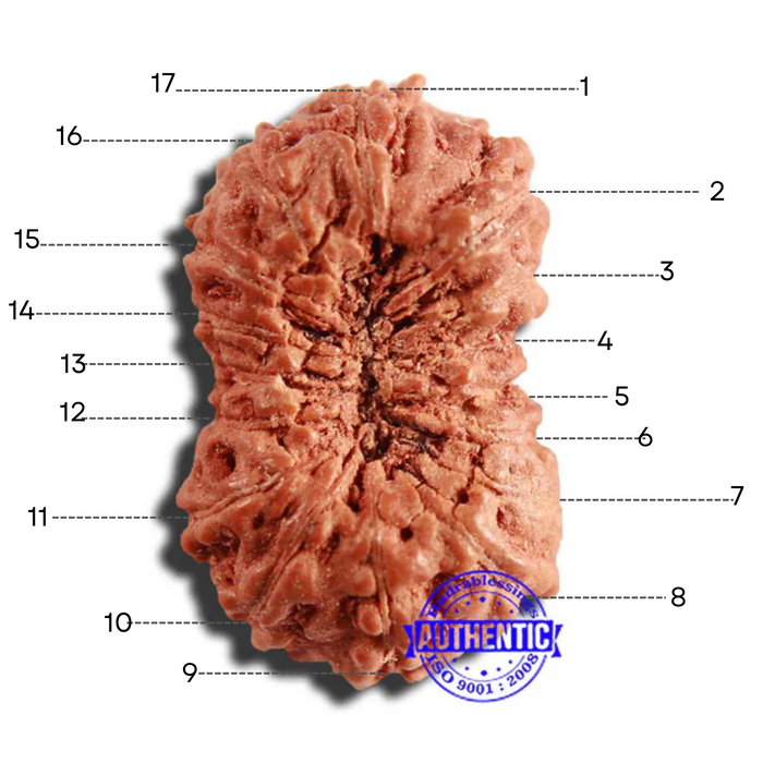 17 Mukhi Rudraksha from Indonesia - Bead No. 198