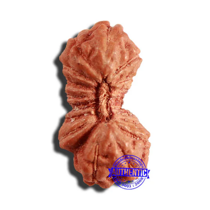 17 Mukhi Rudraksha from Indonesia - Bead No. 199