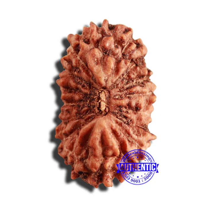 17 Mukhi Rudraksha from Indonesia - Bead No. 192