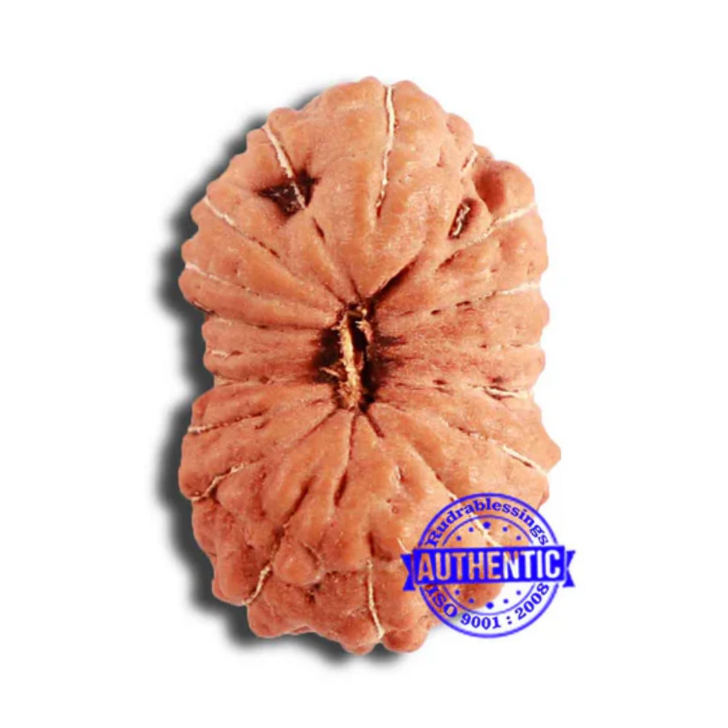 18 Mukhi Rudraksha from Indonesia - Bead No. 211