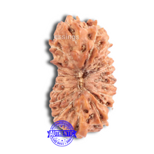 Load image into Gallery viewer, 18 Mukhi Rudraksha from Indonesia - Bead No. 149
