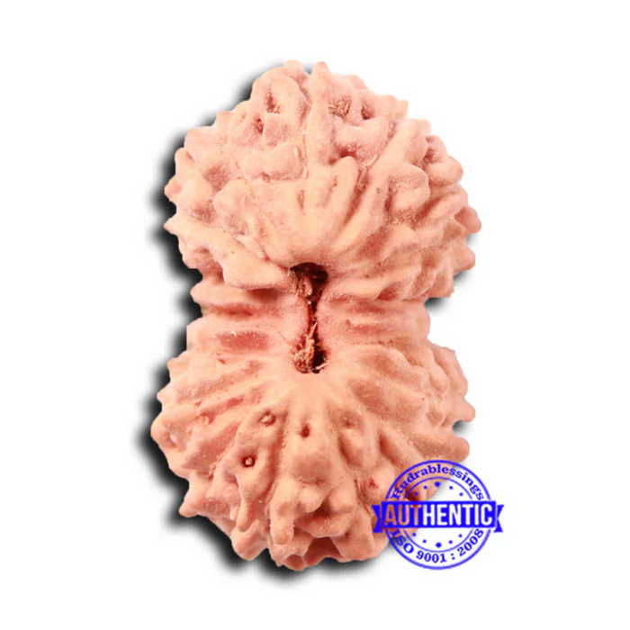 17 Mukhi Rudraksha from Indonesia - Bead No. 203