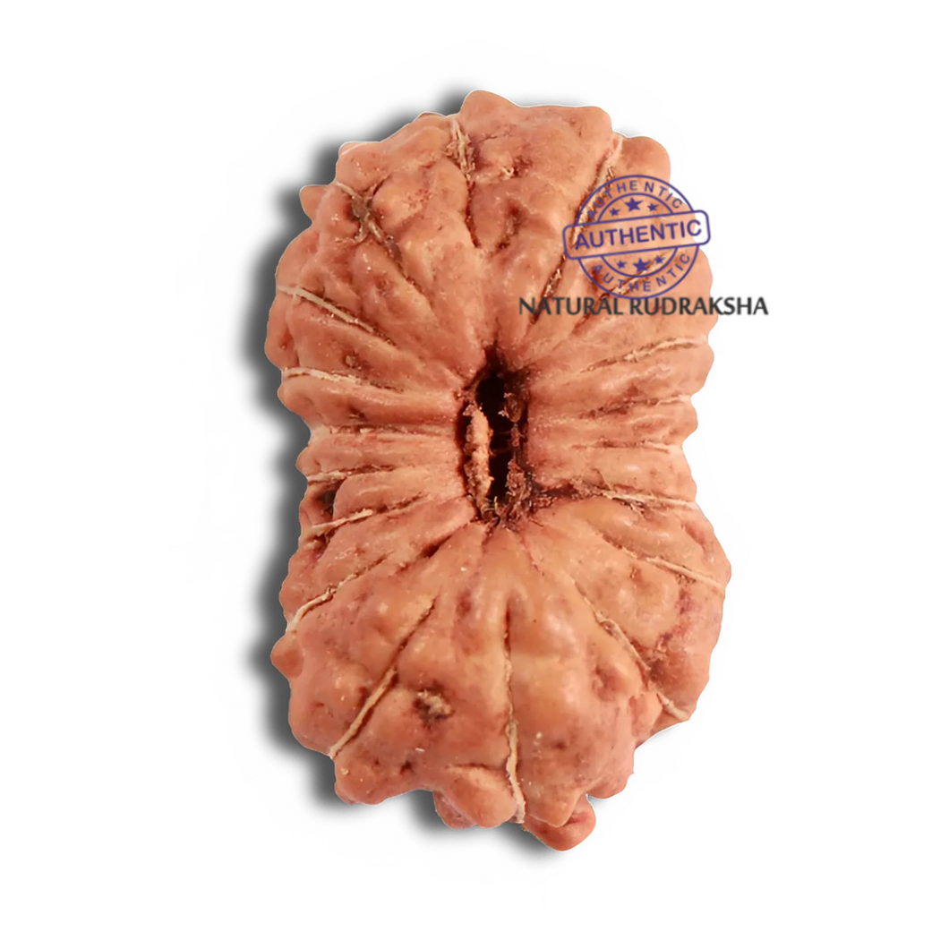 18 Mukhi Rudraksha from Indonesia - Bead No. 223