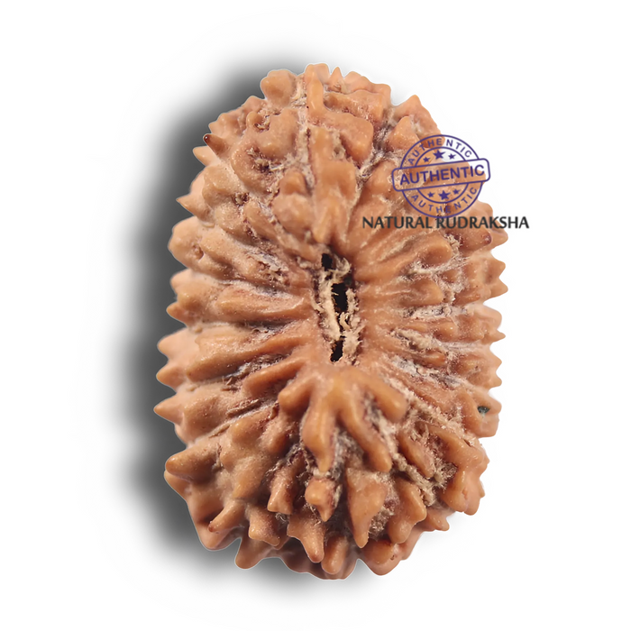 19 Mukhi Indonesian Rudraksha - Bead 180