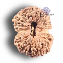 Load image into Gallery viewer, 24 Mukhi Rudraksha from Indonesia - Bead No. G
