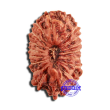 Load image into Gallery viewer, 18 Mukhi Rudraksha from Indonesia - Bead No. 224
