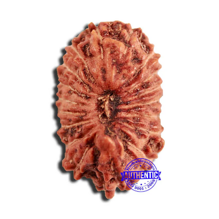 18 Mukhi Rudraksha from Indonesia - Bead No. 224