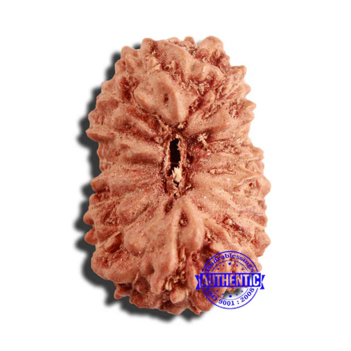 17 Mukhi Rudraksha from Indonesia - Bead No. 187