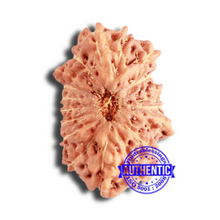 Load image into Gallery viewer, 18 Mukhi Rudraksha from Indonesia - Bead No. 208
