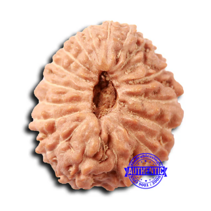17 Mukhi Rudraksha from Indonesia - Bead No. 205