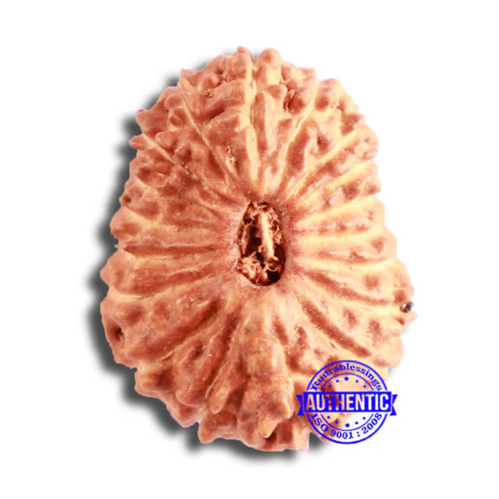 18 Mukhi Rudraksha from Indonesia - Bead No. 174
