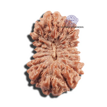 Load image into Gallery viewer, 17 Mukhi Rudraksha from Indonesia - Bead No. 217
