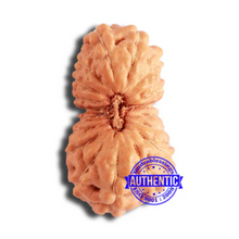 Load image into Gallery viewer, 18 Mukhi Rudraksha from Indonesia - Bead No. 209
