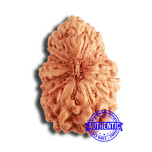 Load image into Gallery viewer, 18 Mukhi Rudraksha from Indonesia - Bead No. 207
