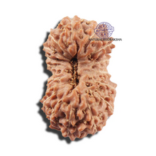 Load image into Gallery viewer, 17 Mukhi Rudraksha from Indonesia - Bead No. 218
