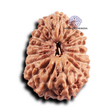 Load image into Gallery viewer, 17 Mukhi Rudraksha from Indonesia - Bead No. 237
