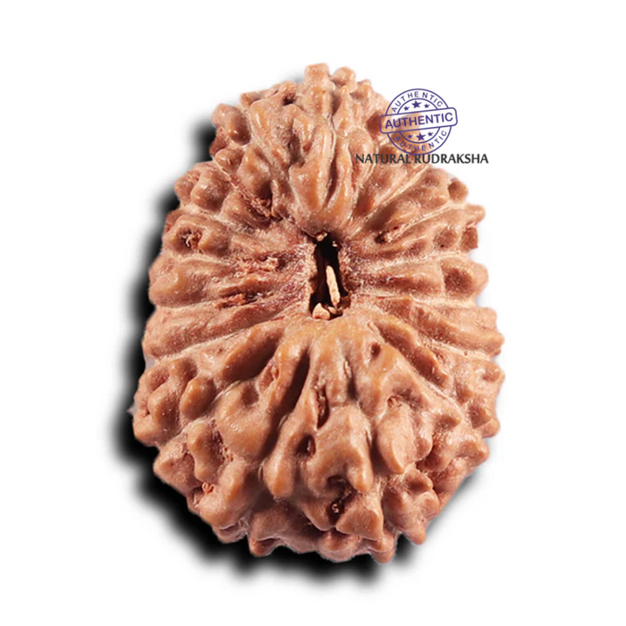 17 Mukhi Rudraksha from Indonesia - Bead No. 237