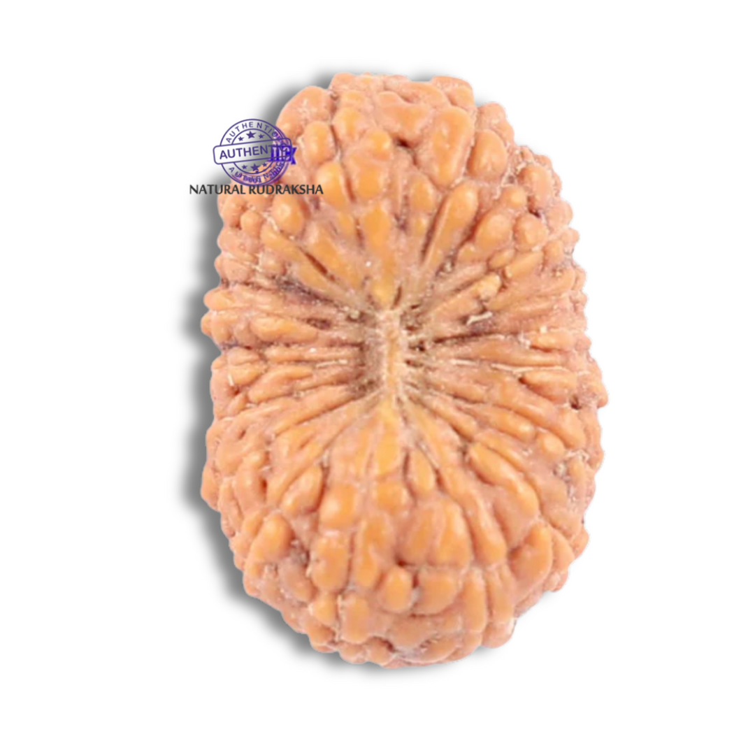 18 Mukhi Rudraksha from Indonesia - Bead No. 131