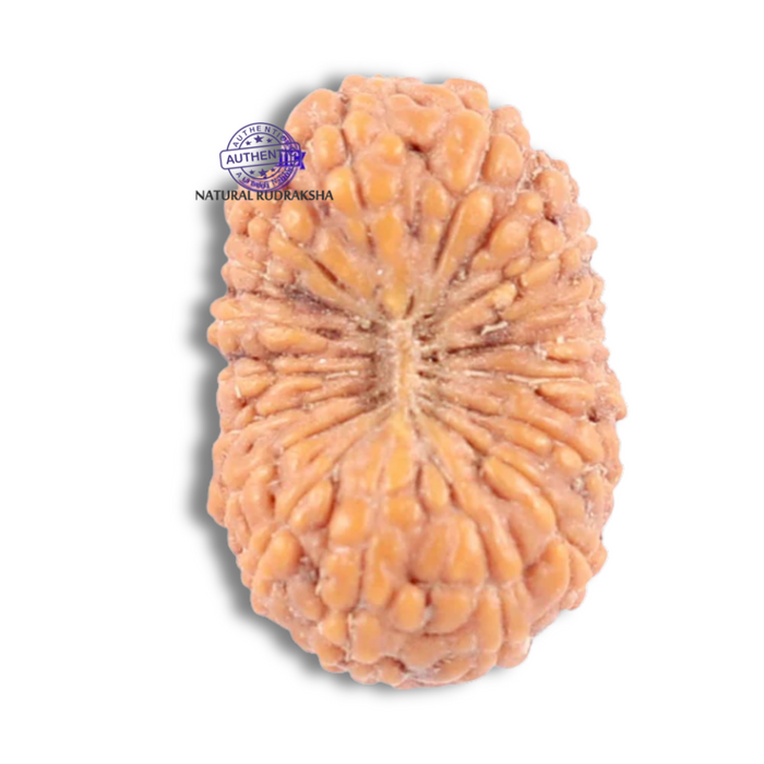18 Mukhi Rudraksha from Indonesia - Bead No. 131