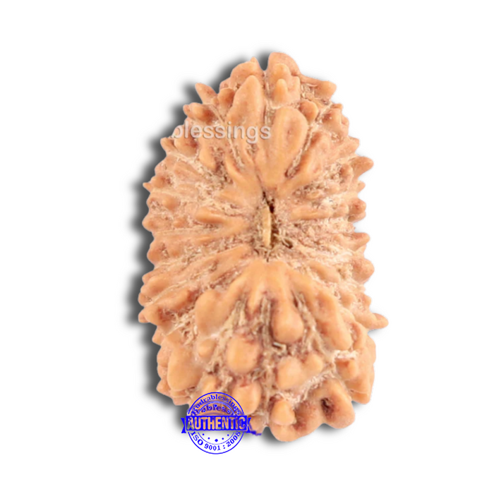 18 Mukhi Rudraksha from Indonesia - Bead No. 148