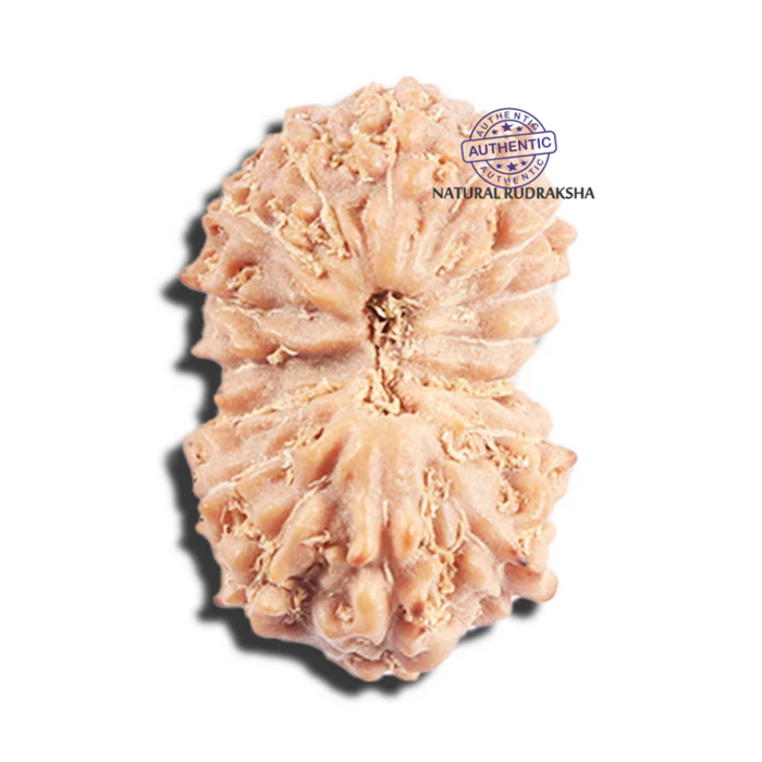 17 Mukhi Rudraksha from Indonesia - Bead No. 221