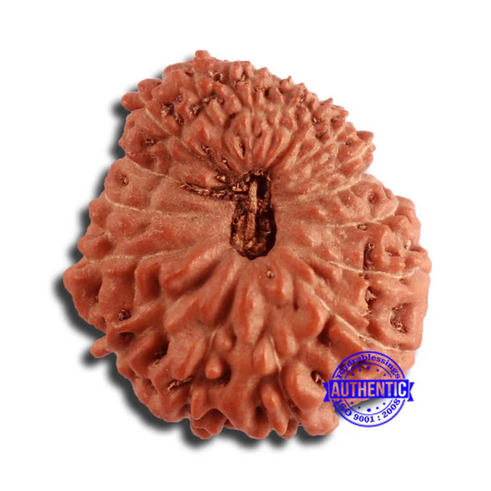 17 Mukhi Rudraksha from Indonesia - Bead No. 167