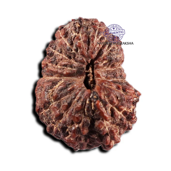 17 Mukhi Rudraksha from Indonesia - Bead No. 239