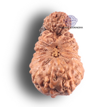 Load image into Gallery viewer, 24 Mukhi Gaurishankar Rudraksha from Indonesia - Bead No. S
