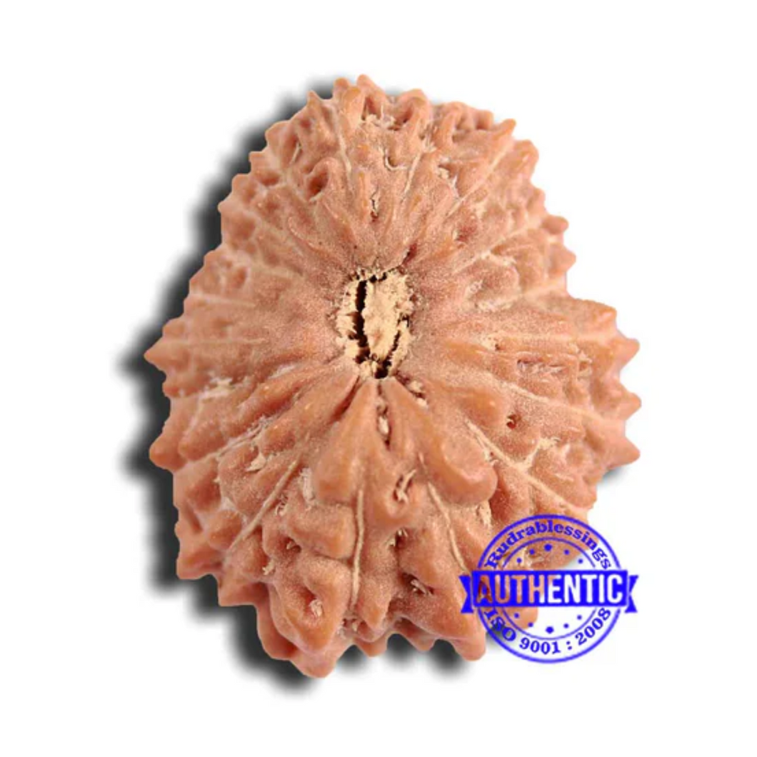 18 Mukhi Rudraksha from Indonesia - Bead No. 220