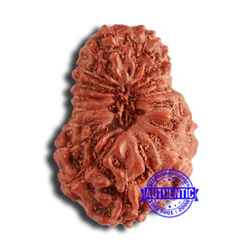 18 Mukhi Rudraksha from Indonesia - Bead No. 204