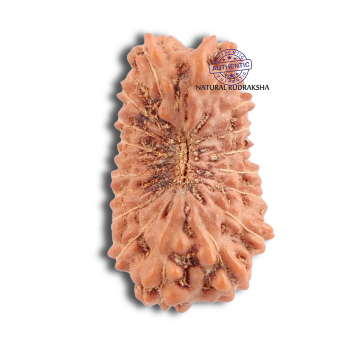 17 Mukhi Rudraksha from Indonesia - Bead No. 115