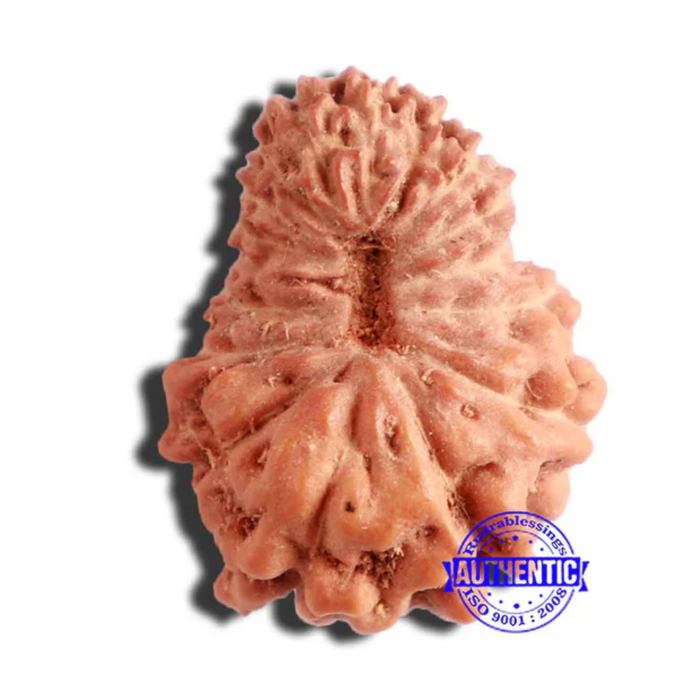 17 Mukhi Rudraksha from Indonesia - Bead No. 176