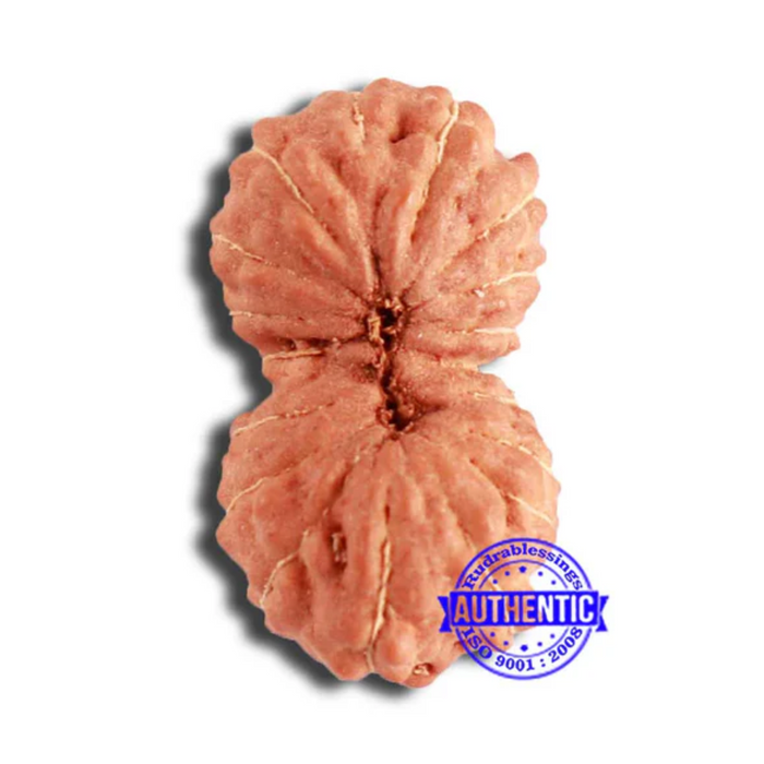 18 Mukhi Rudraksha from Indonesia - Bead No. 206