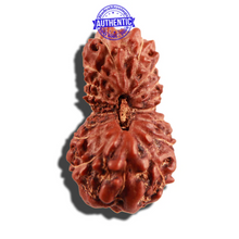 Load image into Gallery viewer, 18 Mukhi Rudraksha from Indonesia - Bead No. 171
