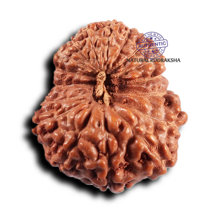 17 Mukhi Rudraksha from Indonesia - Bead No. 235