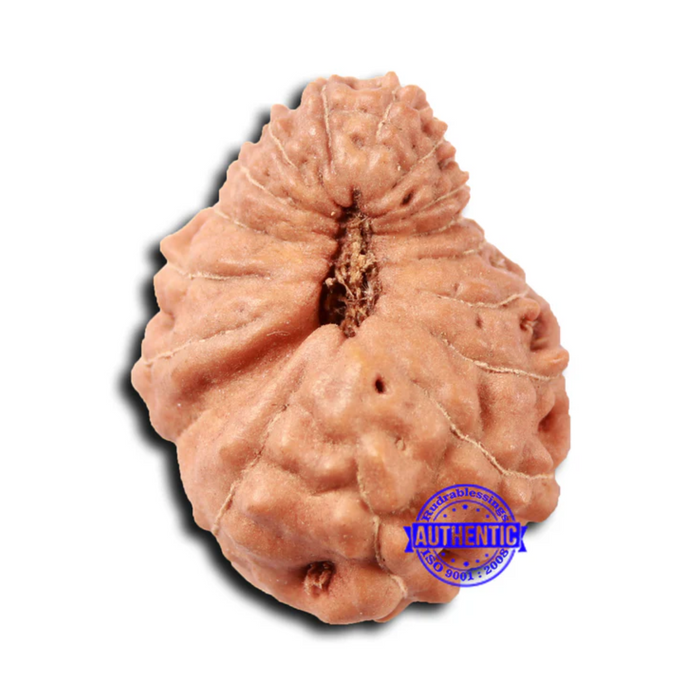 17 Mukhi Rudraksha from Indonesia - Bead No. 208
