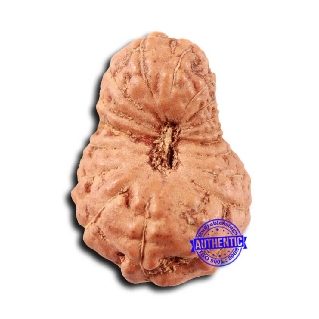 18 Mukhi Rudraksha from Indonesia - Bead No. 239