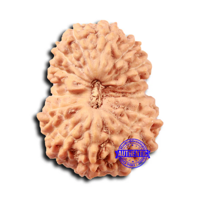 17 Mukhi Rudraksha from Indonesia - Bead No. 209