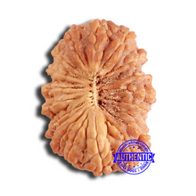 Load image into Gallery viewer, 18 Mukhi Rudraksha from Indonesia - Bead No. 201
