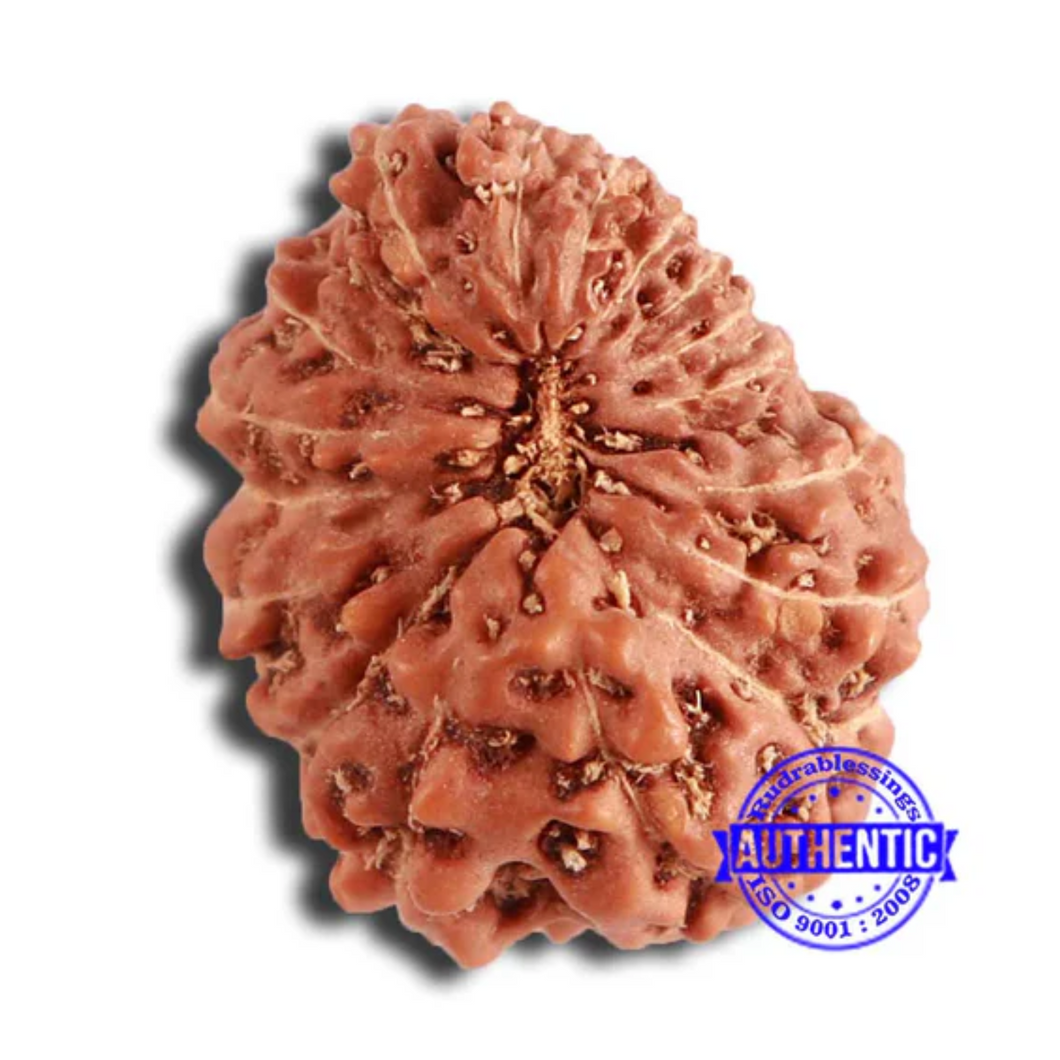18 Mukhi Rudraksha from Indonesia - Bead No. 196