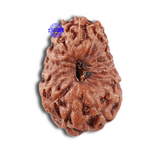 Load image into Gallery viewer, 17 Mukhi Rudraksha from Indonesia - Bead No. 44
