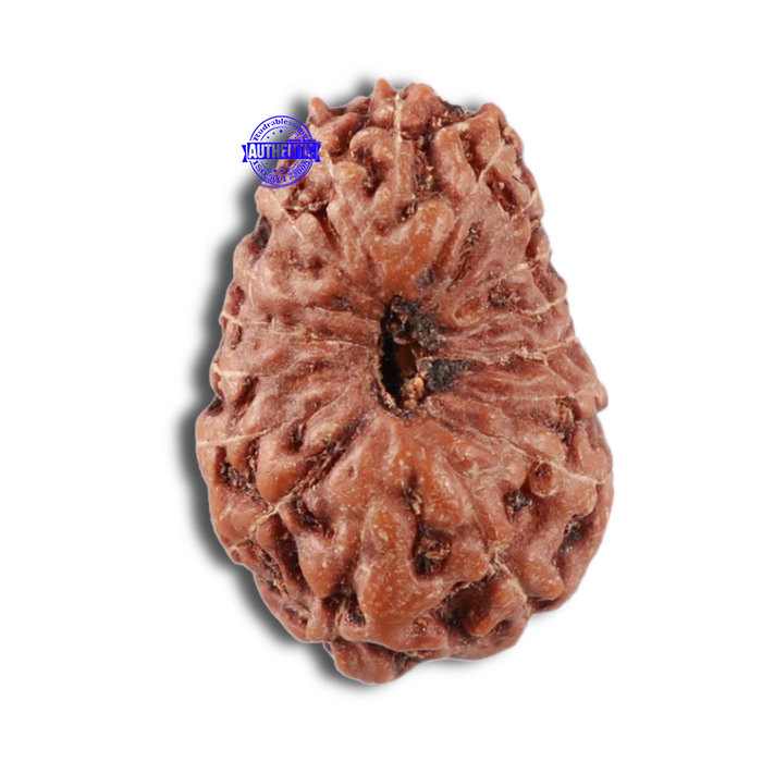 17 Mukhi Rudraksha from Indonesia - Bead No. 44