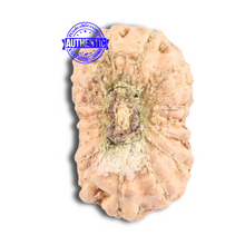 Load image into Gallery viewer, 18 Mukhi Rudraksha from Indonesia - Bead No. 147
