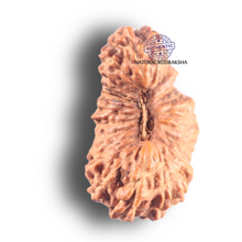 Load image into Gallery viewer, 26 Mukhi Rudraksha from Indonesia O
