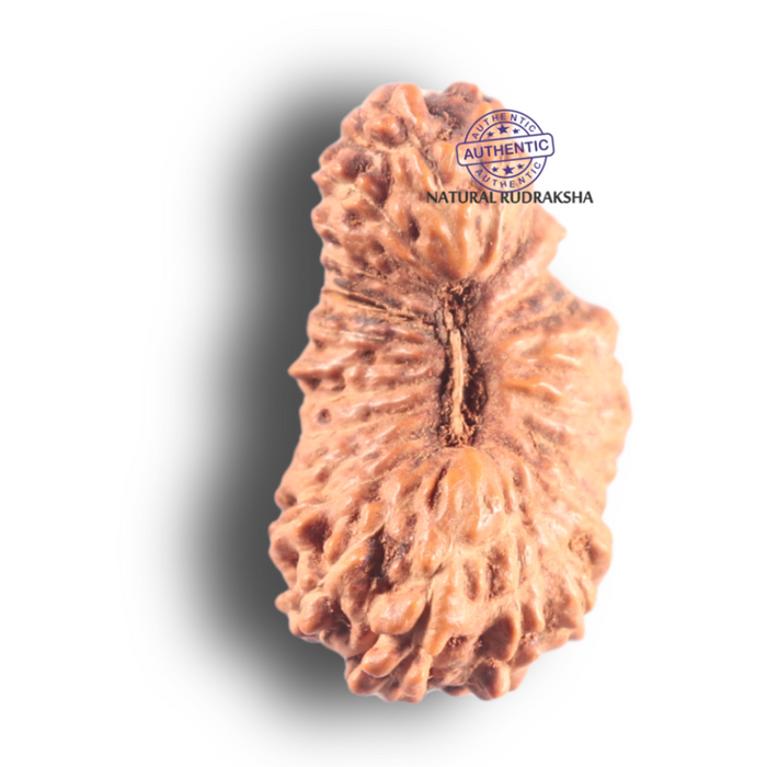 26 Mukhi Rudraksha from Indonesia O