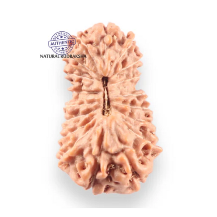 18 Mukhi Rudraksha from Indonesia - Bead No. 242